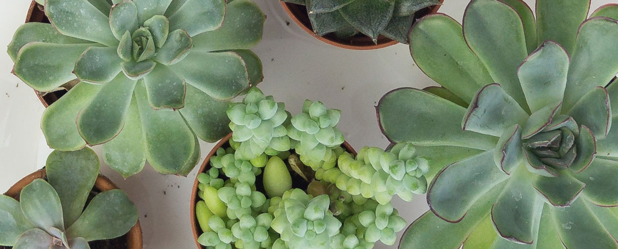 Sukkulenten vermehren mit Blattstecklingen